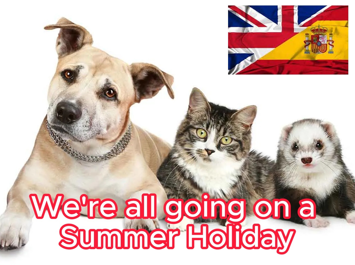 Guide to transporting your pet to Spain